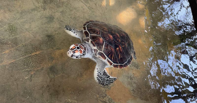 A Turtle