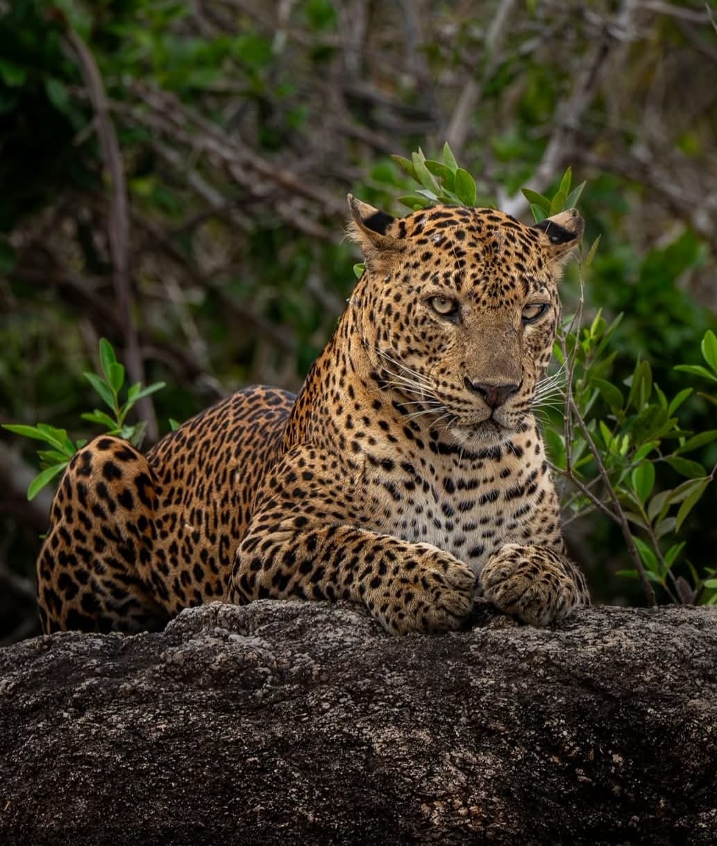 The Leopard is the largest member of the cat Family found in Sri Lanka