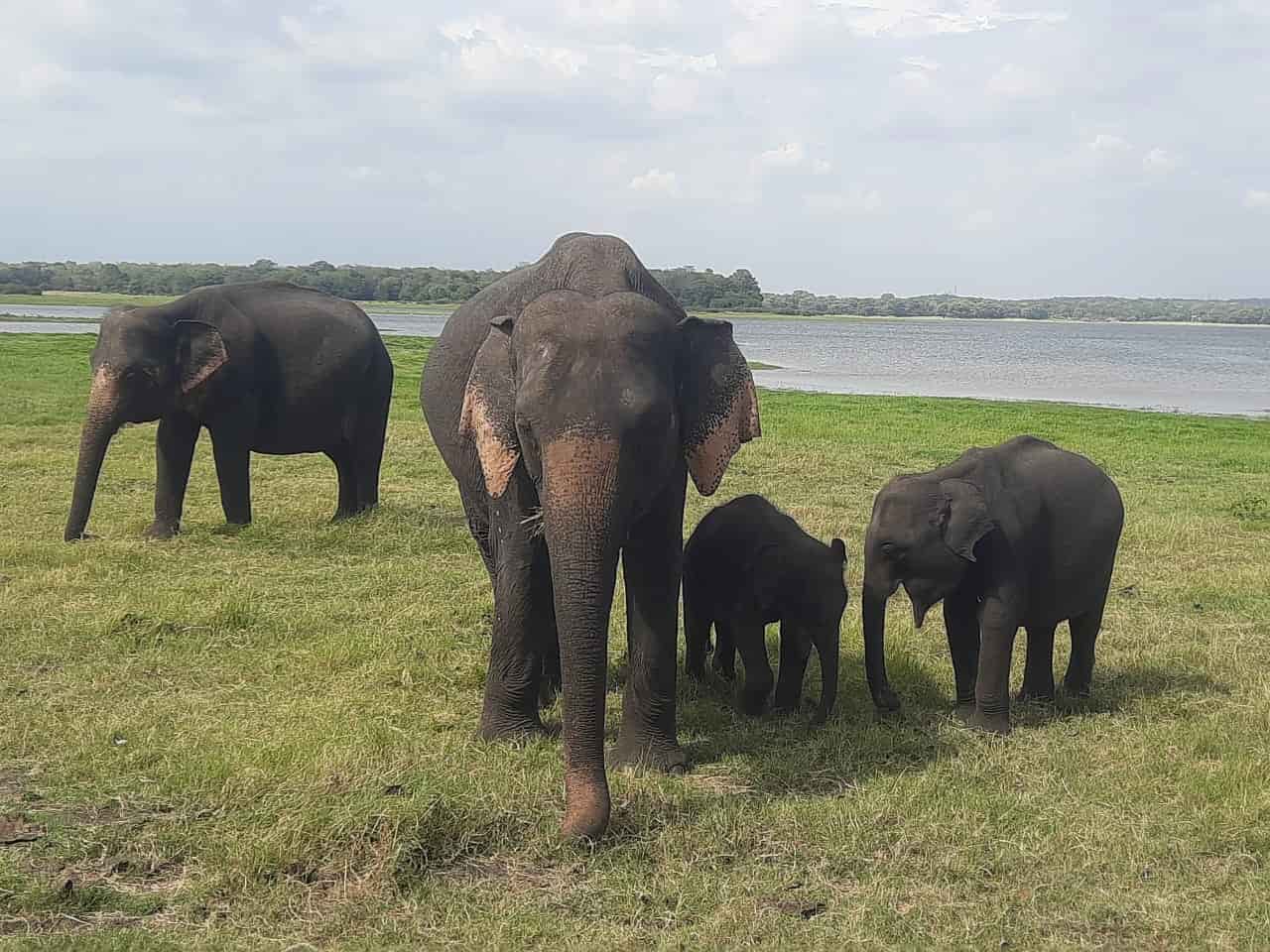 Sri Lankan elephants roam freely through lush forests, national parks, and open plains. Witness these majestic giants in their natural habitat—an unforgettable wildlife experience filled with beauty, wonder, and unforgettable memories.