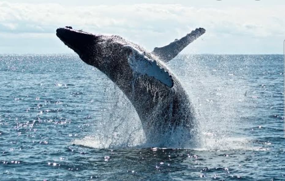 Meet Sri Lanka’s Ocean Giants! Feel the thrill as majestic blue whales rise from the deep. An unforgettable ocean adventure awaits! Ready to experience it? Book your Sri Lankan tour with us.