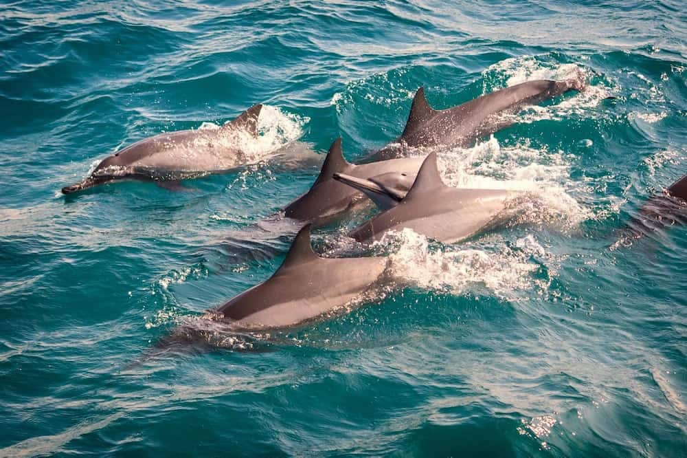 Sri Lanka’s sparkling waters bring playful dolphins to life leaping, spinning and swimming beside your boat for an unforgettable ocean adventure.
