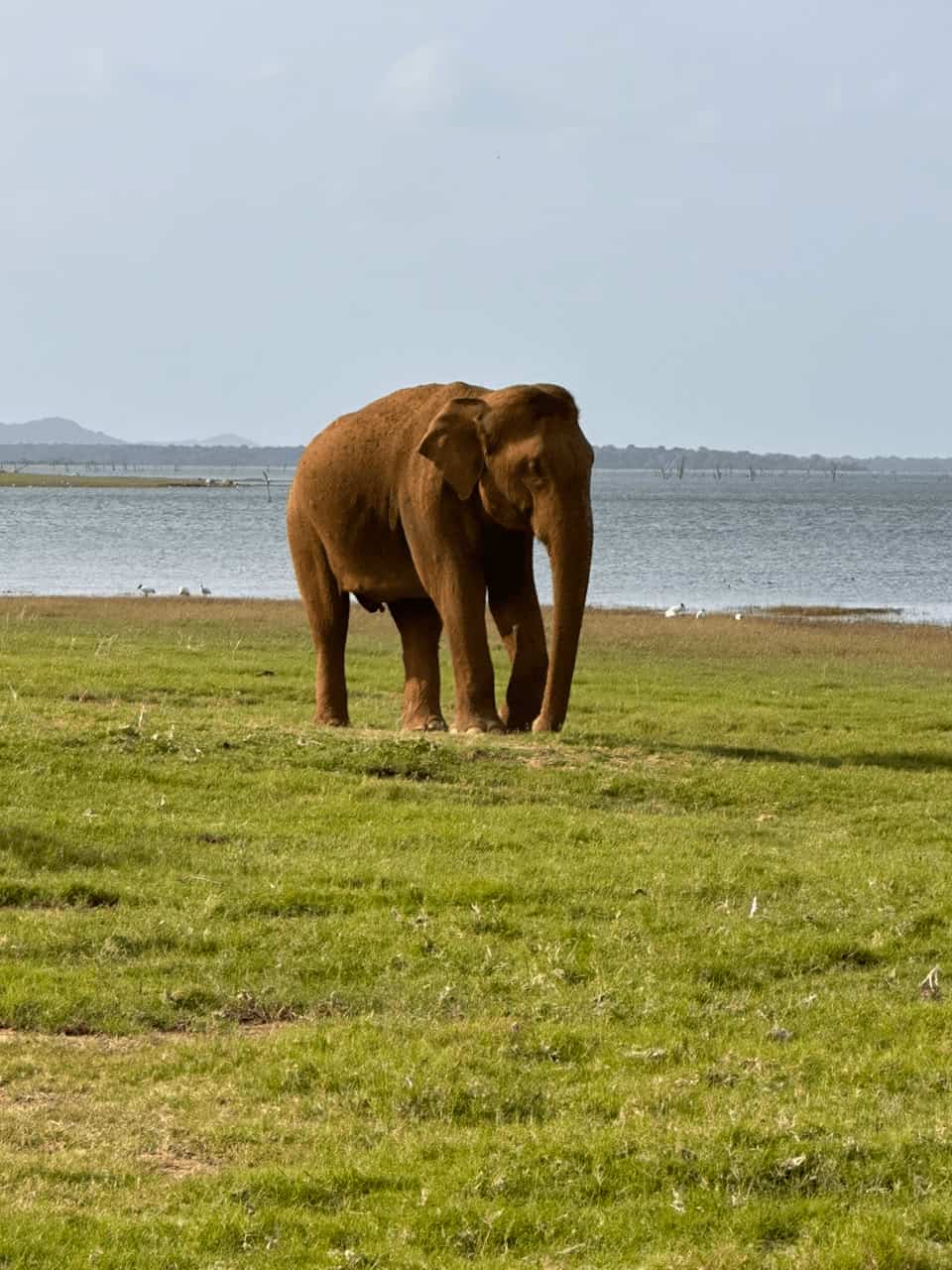 Sri Lankan elephants roam freely through lush forests, national parks, and grasslands, creating unforgettable wildlife encounters filled with wonder.