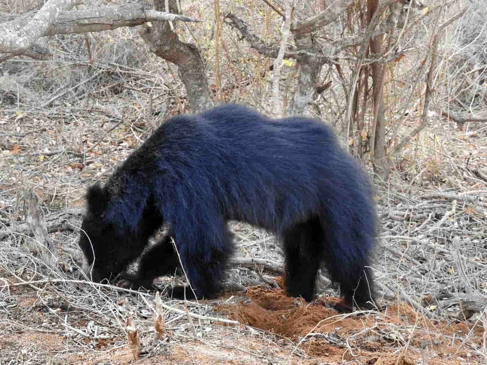 Sri Lankan sloth bears are rare, shy forest dwellers, known for their distinctive shaggy coats and fascinating behavior.