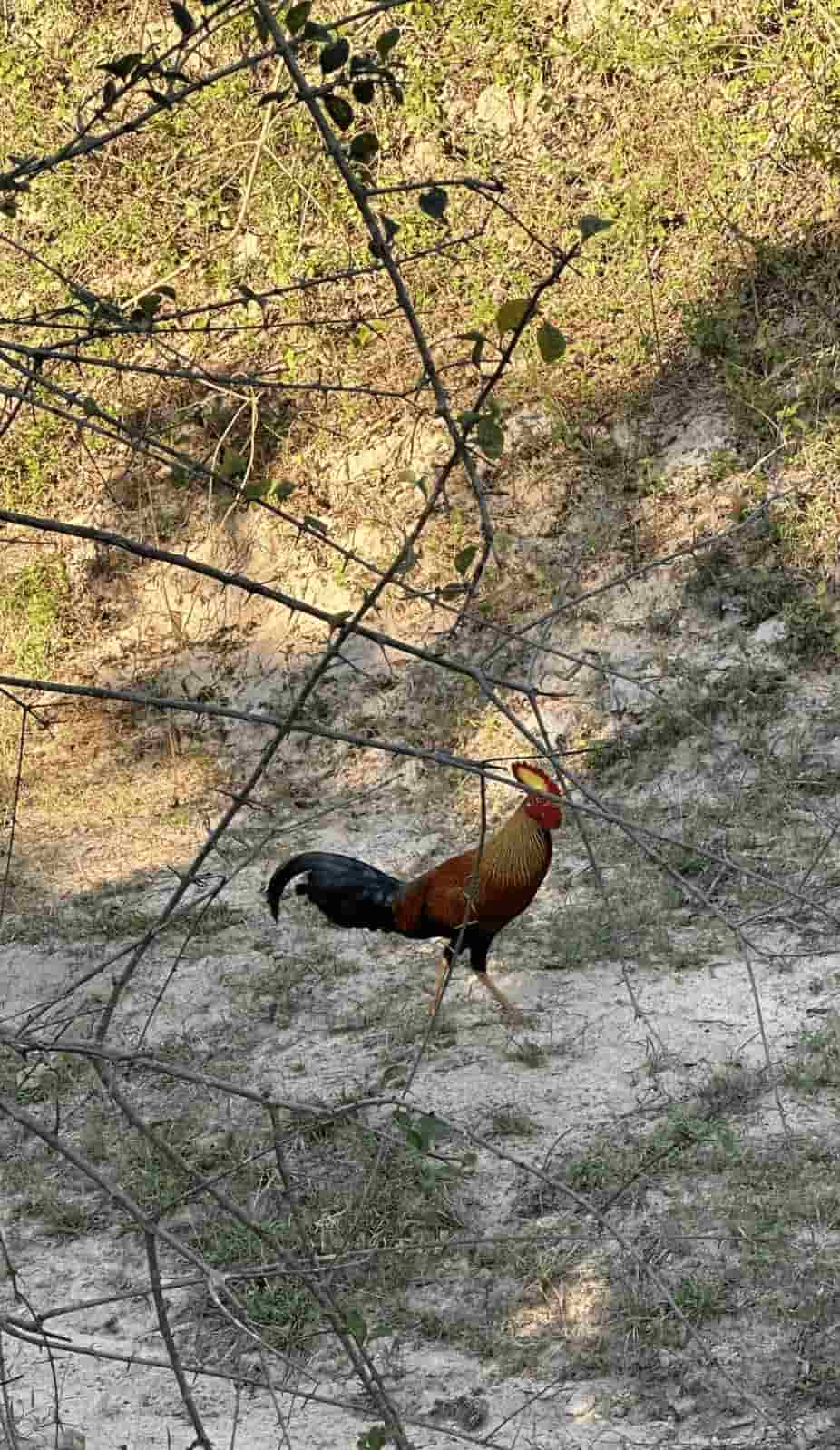 The magnificent Sri Lankan Junglefowl, our national bird, proudly showcases the island’s unique beauty. Discover a paradise where wildlife, serenity, and nature’s wonders create unforgettable memories.