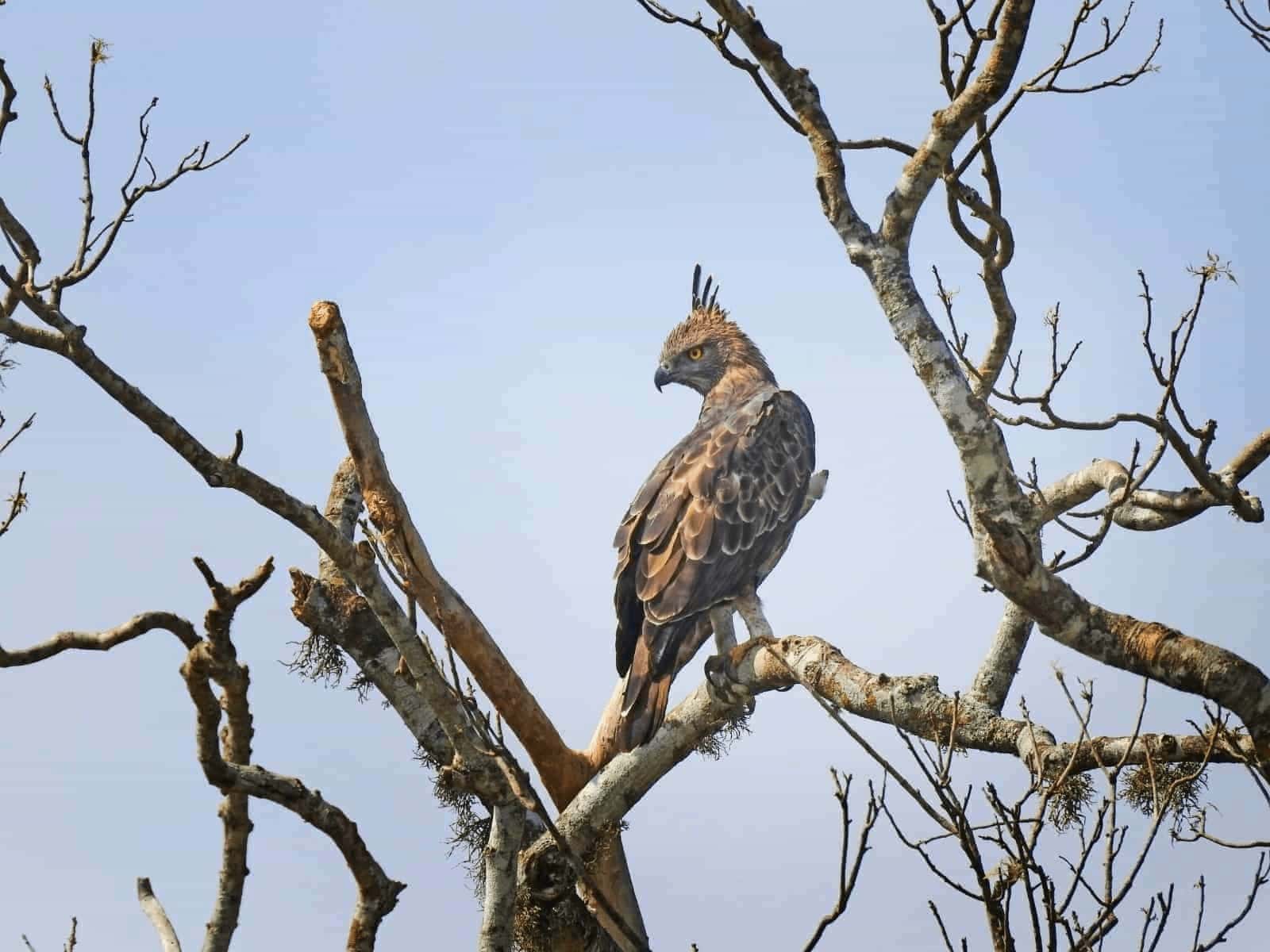 Crested Hawk-Eagle (Nisaetus cirrhatus)  This crested raptor patrols Sri Lanka’s dry-zone forests and woodland edges, perching high on bare branches while scanning for prey in Yala and Wilpattu