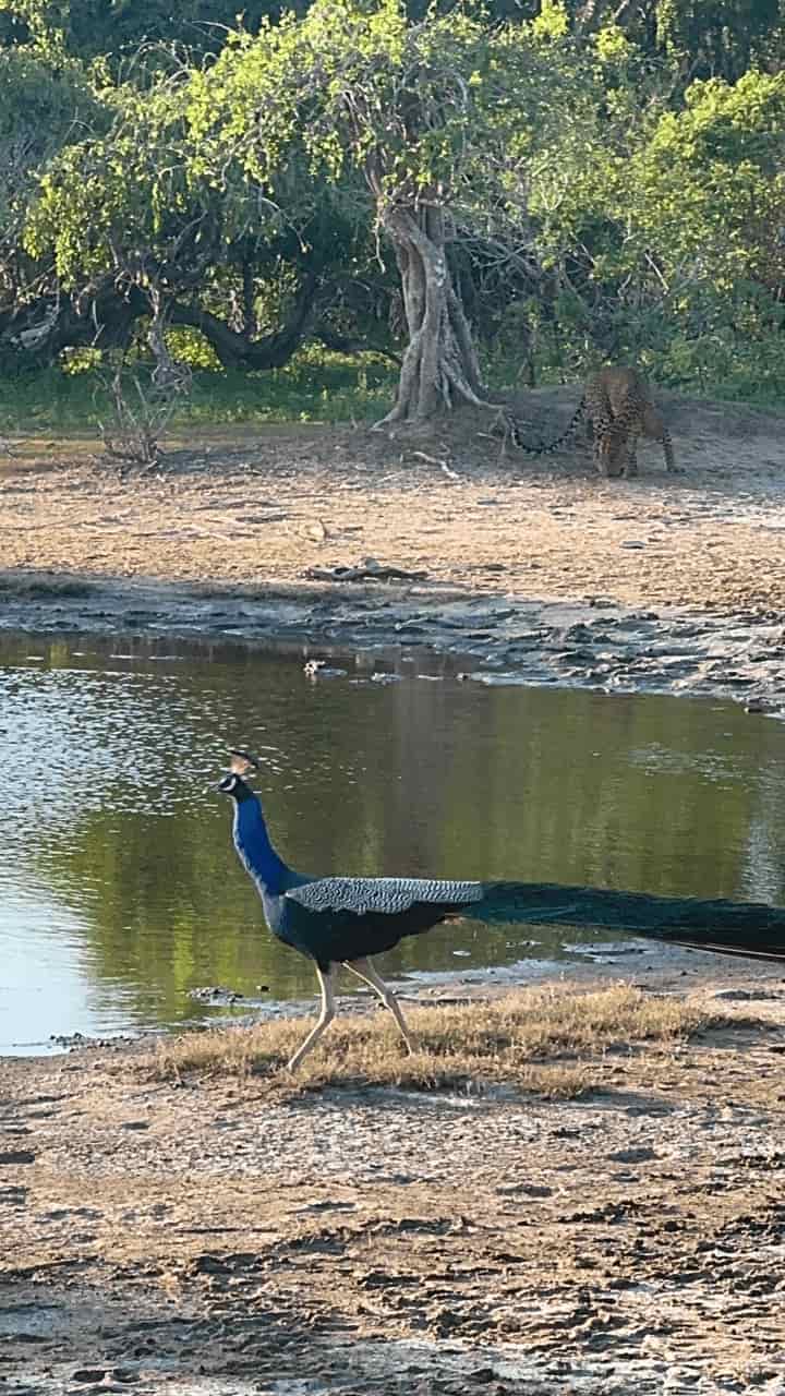 blog-thupa